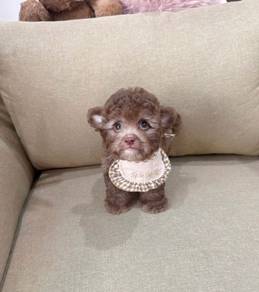 POODLE PUPPIES s148🌻 Male - Silverbeige color