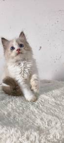 Ragdoll