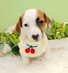 Jack Russell