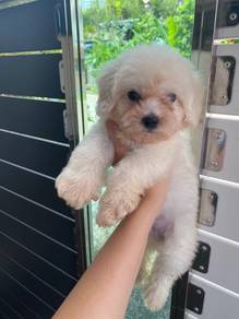 Bichon