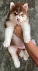 SIBERIAN HUSKY PUPPIES D16 Rehome Male Female