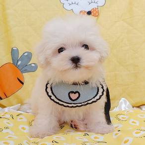 Bichon Frise