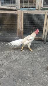 Ayam hujung