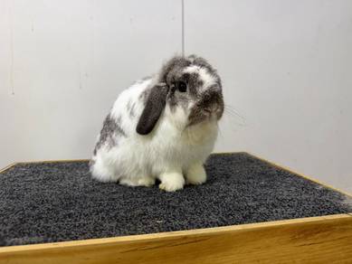 Holland Lop Broken Chinchilla