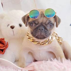 Pug