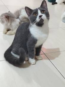 Non standard munchkin bsh