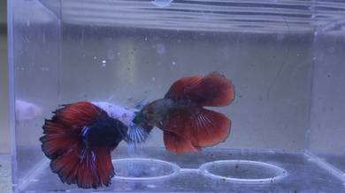 Double tail Betta Fish Ikan Laga