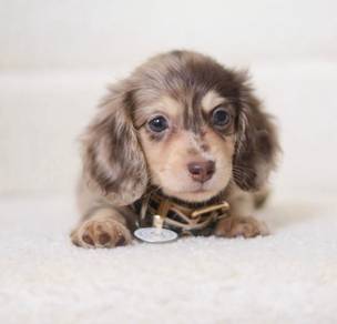 MINIATURE DACHSHUND Puppies D155 PREMIUM Quality G