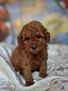 Dark Brown Poodle With Package 