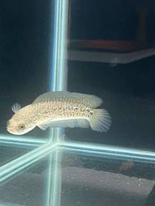 Ikan Channa RSP Kalimaya Red Spot_07