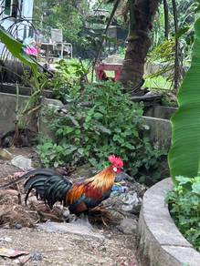 ayam hutan