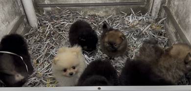 Pomeranian