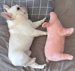 French Bulldog