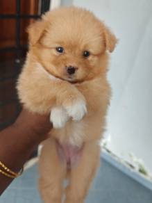 Pomshi