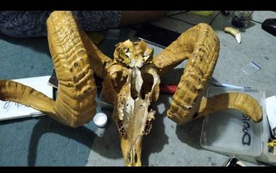 Real Skull