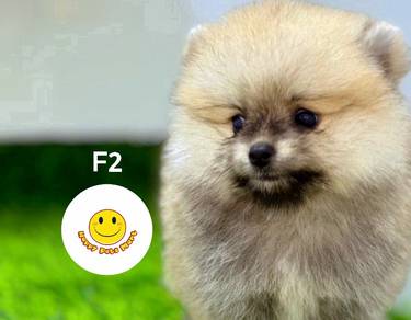 TPP 30083 Tiny Pomeranian 2MO puppy dog