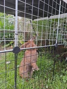 Holland Lop Rabbit