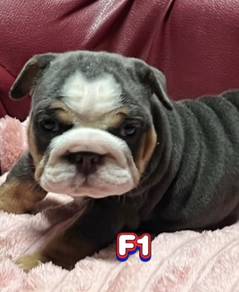 ENGLISH BULLDOG PUPPIES Female C036