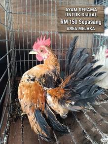 ayam serama 