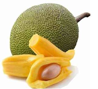 Nangka Madu Tanam Sendiri Untuk Dijual
