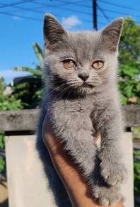 British Shorthair