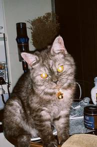 Kucing BSH