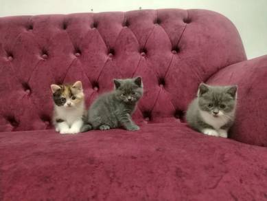 BSH untuk di re🏠