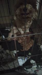 Newborn poodle