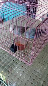 Budgie Small 