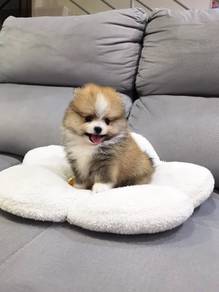 Tiny Pomeranian Male Puppy