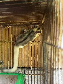 sugar glider