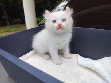 TOPs A-GRADE Senzo Odd Eye White Curl Ragdoll cat