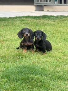 Miniature Dachshund puppies
