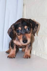 J0142 Dachshund Mini Sausage Dog Puppy