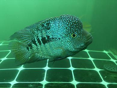 cichlid 