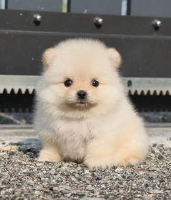 Cream Pomeranian Female 米白色博美妹妹