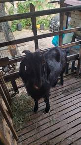 kambing boer tino hamil 