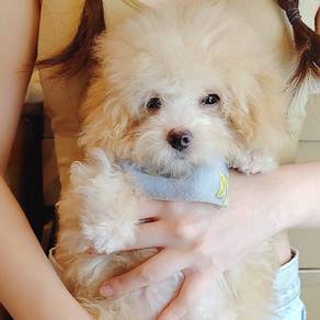 Maltipoo