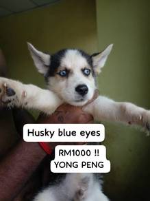 husky blue eyes 