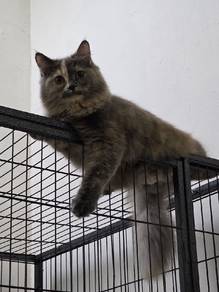 siberian cat female pure breed