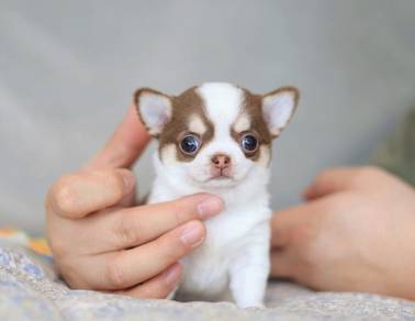 Chihuahua
