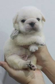 PUG PUPPIES 658 🌻 REHOME Male