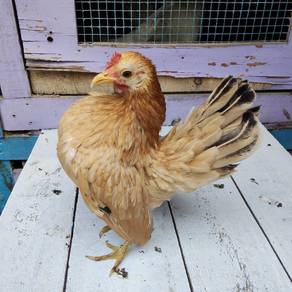 ayam serama 