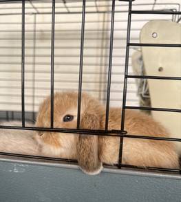 Holland lop