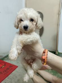 Poodle Puppies creamy white
