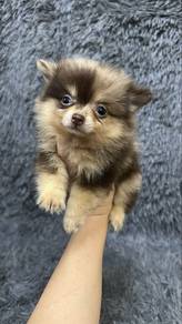 Red Merle Male Pomeranian Puppy