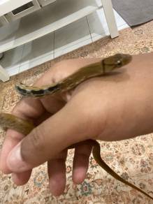 Keeled rat snake / Ular rusuk kerbau