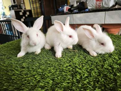 arnab kelinchi rabbit putih