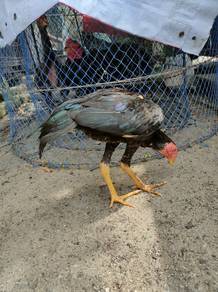 ayam 