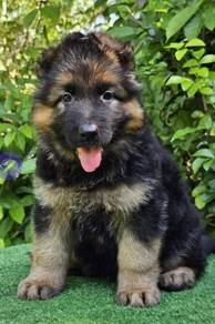 GERMAN SHEPHERD PUPPIES D257 🐻 Good structure Boy